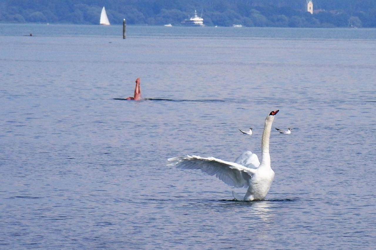 Gaestehaus Zum Landesteg Immenstaad am Bodensee Eksteriør billede